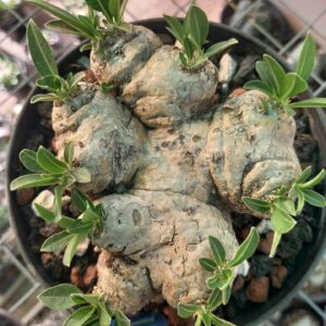 Pachypodium Brevicaule for Sale