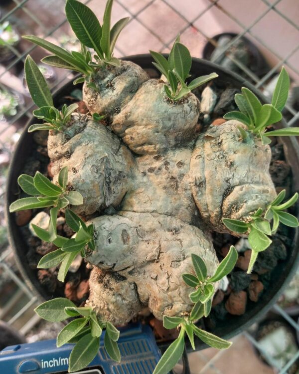 Pachypodium Brevicaule for Sale