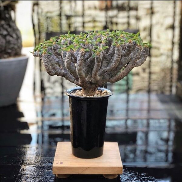 Euphorbia guillauminiana