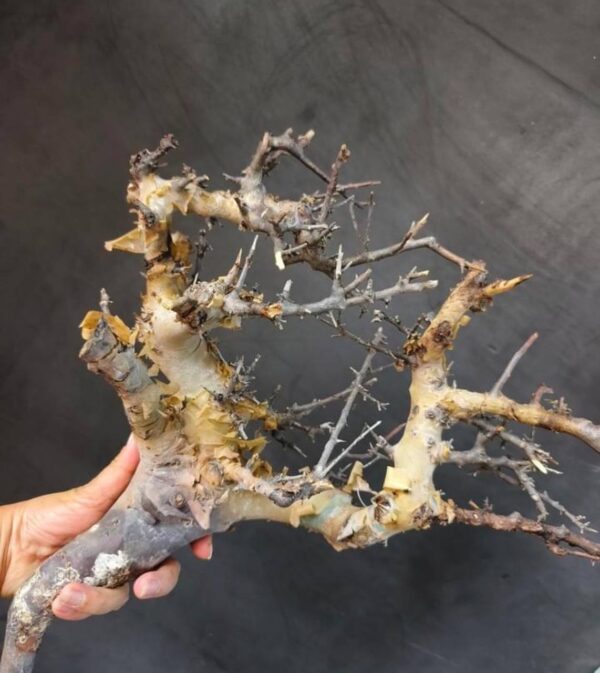 commiphora kataf for sale