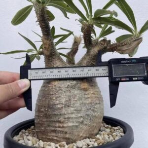 Pachypodium gracillius for sale