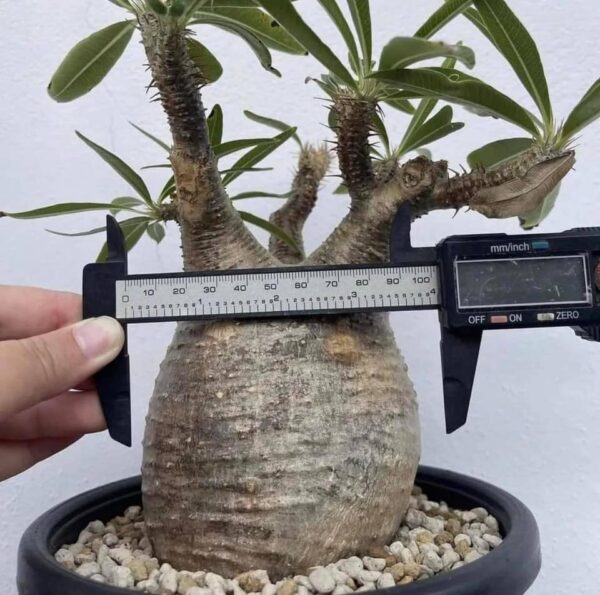 Pachypodium gracillius for sale