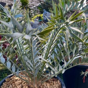 Encephalartos Horridus for Sale