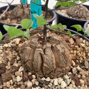 Dioscorea elephantipes for sale