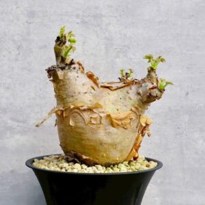 Cyphostemma uter